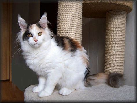 A lot of cats look like a maine coon cat and if you have not had any real experience with the breed you may be easily duped into paying a lot of catteries typically breed for show; Pin on Maine Coon Cats