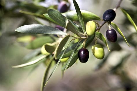 Zone 9 Olive Trees Caring For Olives In Zone 9 Gardens