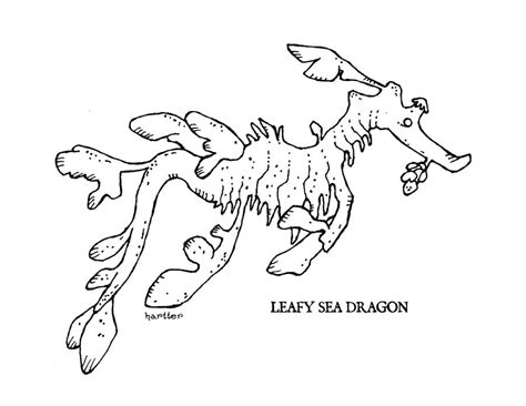 Leafy Sea Dragon by Hartter on DeviantArt