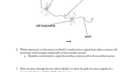 Neuron function pogil answer key free pdf ebook download: Copy of Nervous Stations Worksheet.docx - Google Docs