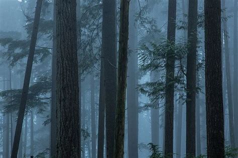 Pin By Kelly Daiuto On Writing Aesthetic Tree Fog Dark Forest