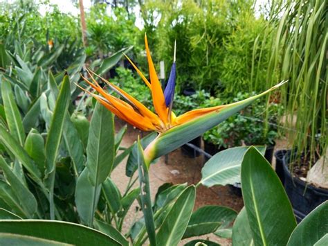 Bird of paradise is a variety of tropical flowers that is great for wedding decorations, flower arrangements, happy birthday flowers, wedding flowers, wedding bouquets, wedding centerpieces, beach wedding flowers, and much more. Beautiful Tropical Bird of Paradise in full bloom ...