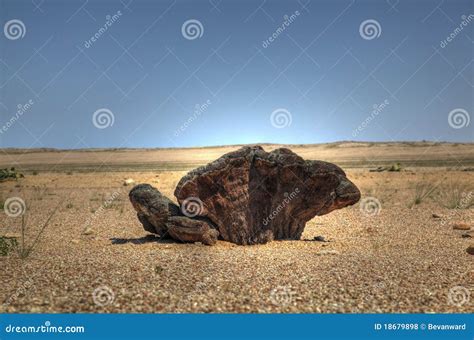 Root Of A Welwitschia Plant In Namibian Desert Stock Photo Image Of