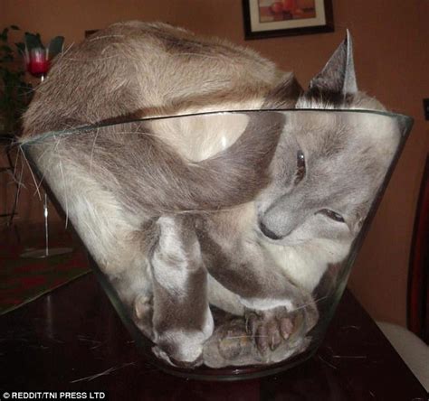 Cats Squeezing Into Tight Spaces Daily Mail Online