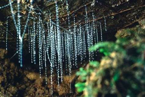 Waitomo Glowworm Caves New Zealand Pictures Wallpapers