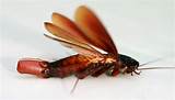 Images of About Cockroach Facts