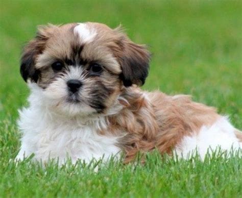 Havachon Puppies For Sale Puppy Adoption Keystone Puppies