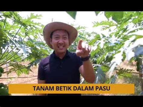 Buah betik berbentuk lonjong (buah hermafrodit) dan bulat (buah betina).buah hermafrodit mempunyai rasa yang lebih sedap. Tanam: Kenali buah betik & cara untuk menanam dengan betul ...