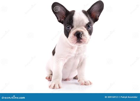 Portrait Of French Bulldog Puppy Stock Photo Image Of Background