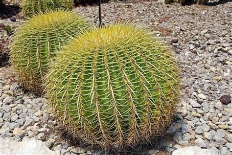 Golden Barrel Cacti Photograph By Photostock Israel Pixels