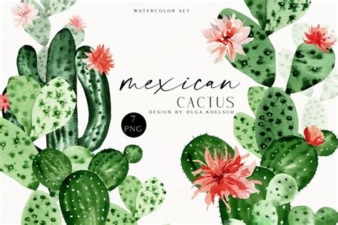 Cactus Watercolor Clipart Cute Cactus Png Green Succulent