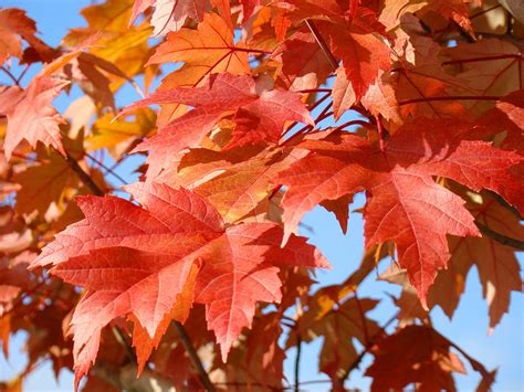 Fall Tree Leaves Art Prints Blue Sky Autumn Baslee Troutman Photograph