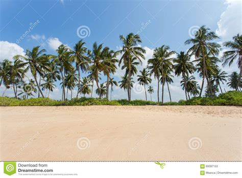 Sandy Beach With Palm Trees Stock Image Image Of Sand Nature 69397153