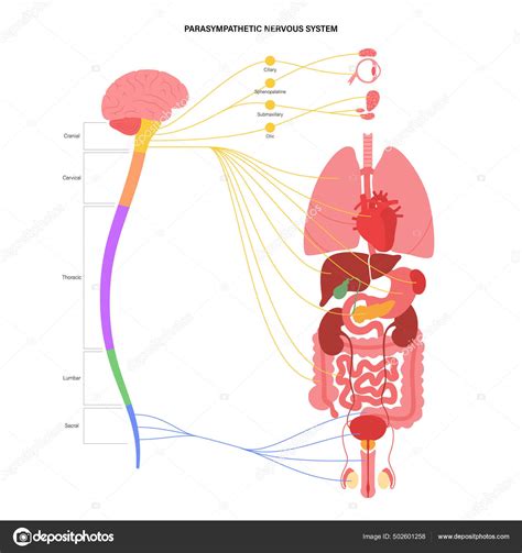 Sistema Nervioso Parasimpático Vector Gráfico Vectorial © Pikovit