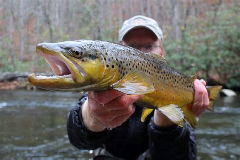 Great Smoky Mountains Fly Fishing Guide Service