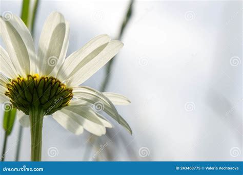 Camomile Daisy Flowers In The Grass Covered By Rain Or Morning Dew