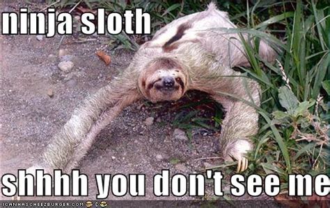 Ninja Sloth Shhhh You Dont See Me Cheezburger Funny Memes Funny