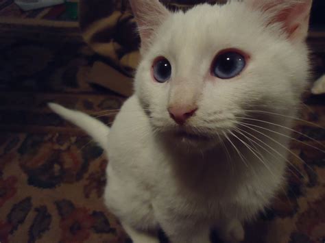 cat albino thecatsite