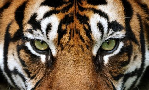 How To Find Your Eye Of The Tiger