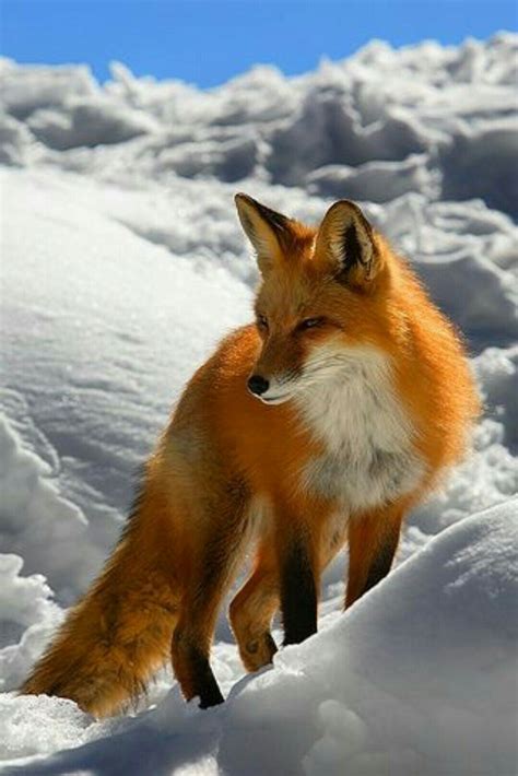 Pin By M Khan On Beautiful Creatures Pet Fox Fox Pictures Animals