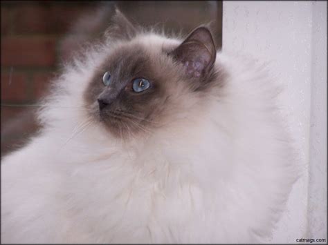 Understanding The Cost Of Blue Point Ragdoll Cats