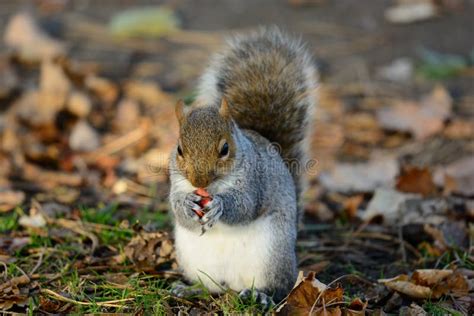 Grey Squirrel Eating A Nut Stock Image Image Of Rodents 91347873
