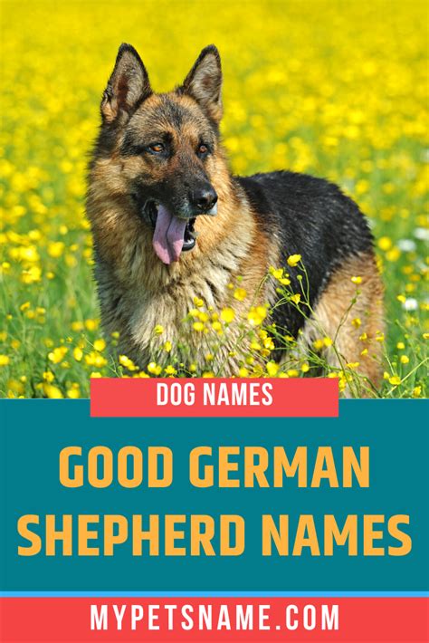 What Is A Good German Name For A Dog Pupherd