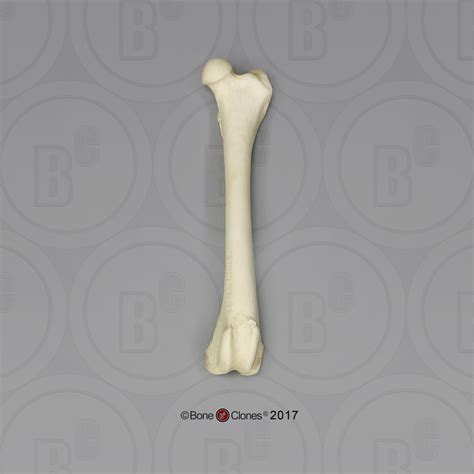 Large Dog Femur - Bone Clones, Inc. - Osteological Reproductions