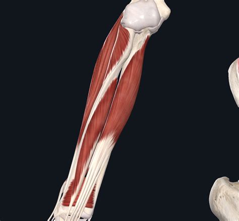 Upper Limb Forearm Muscle Layer 3 Anterior Diagram Quizlet