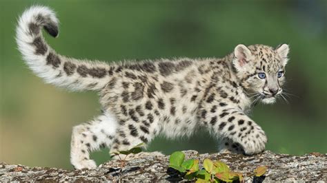 Cuteness Alert A Pair Of Snow Leopard Cubs Have Graduated From