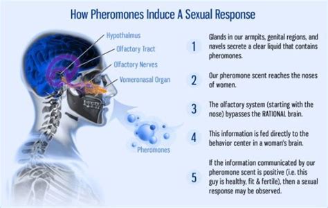 The History Of Pheromones Hankering For History