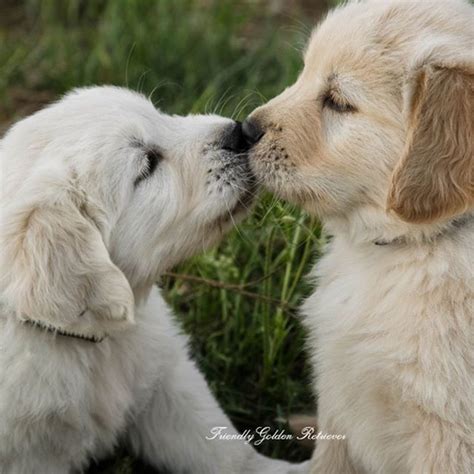 Golden Retriever Puppies Kissing💖💖💖 Posted By