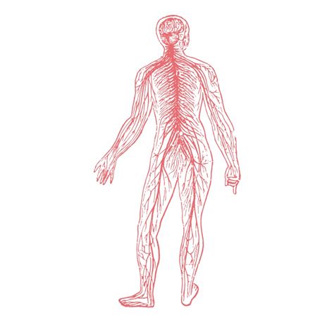 The nervous system maintains internal order within the body by coordinating the activities of muscles and organs, receives input from sense organs, trigger reactions, generating learning and understanding, and providing protection from danger. Nervous System - Black And White Muscle System Clipart | Transparent PNG Download #4445975 - Vippng