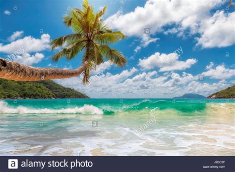 Tropical Ocean Beach With Coconut Palm Tree In Bright