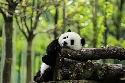 China Wildlife Top 8 Endangered Animals In China