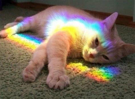 Ten Beautiful Photos Of Rainbow Cats That Are Full Of Colour