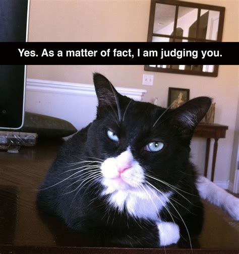 Tuxedo Cat Has An Opinion Funny Cat Memes Cat Memes Cats