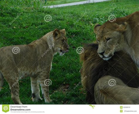Lion Cub Playing With Male Lion And Lioness Stock Photo