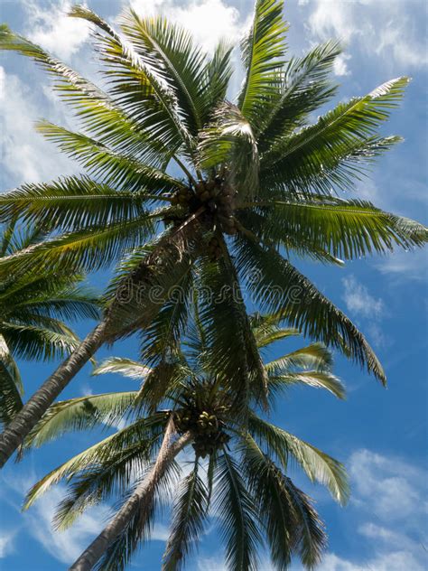 Fiji Nadi Coconut Palm Tree Stock Photos Free And Royalty Free Stock