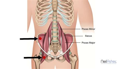 Psoas Muscles How To Find Trigger Points Back And Groin Pain Youtube