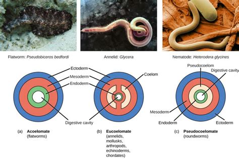 Acoelomate Definition And Examples