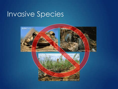 Invasive Species Powerpoint