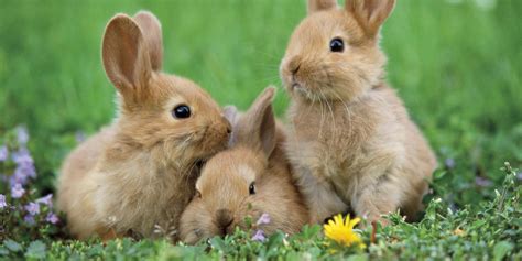 Conejos La Mascota De Moda 🐇 Baby Animals Pictures Cute Bunny