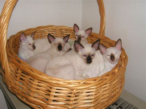 Genetics of Cat Coats, Siamese Kittens and Calico Females - HubPages