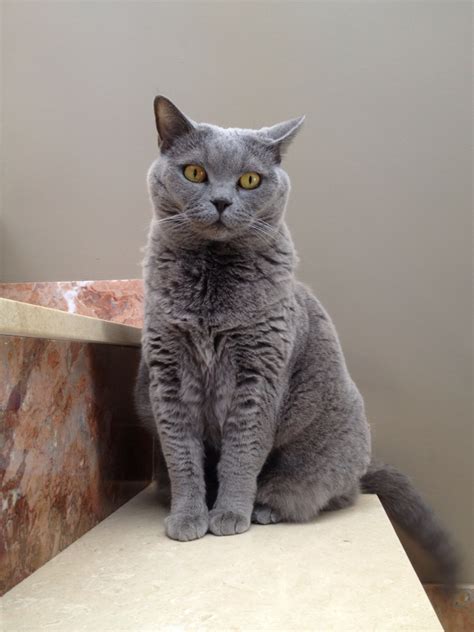 Look at pictures of british shorthair kittens who need a home. British Shorthair carattere e caratteristiche
