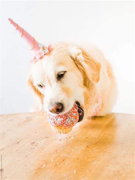 Dog Eating Cake For Birthday By Stocksy Contributor Samantha