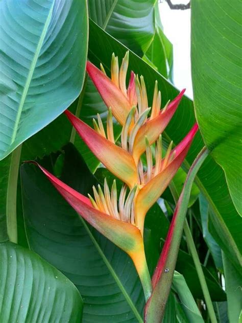 Pin By Tropical Pioneers On Tropical Plant Leaves Plants Tropical