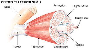 There are over 630 muscles in the human body; Human Physiology/The Muscular System - Wikibooks, open ...