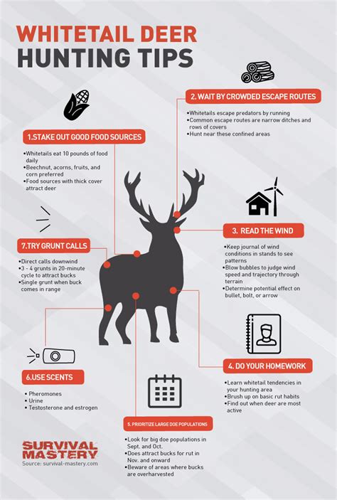 Deer Hunting Tips Best Weapons Safety Questions And Experts Advices