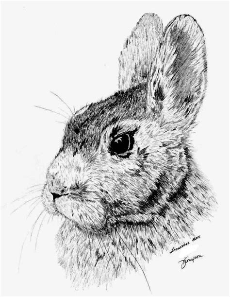 Snowshoe Hare By Simplelines On Deviantart
